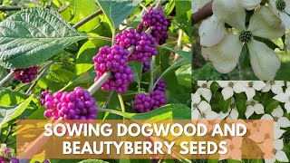 Sowing Dogwood and Beautyberry Seeds in the Fall [upl. by Eekaz667]