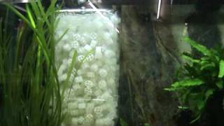 Moving bed filter in aquarium  Week 3 [upl. by Eldora]