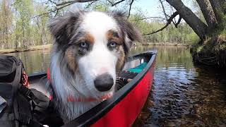 Canoeing Raquette River  May 2021 [upl. by Nihhi]