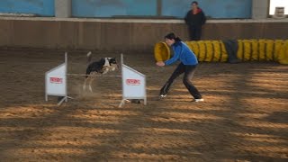 Agility Collie Cup 2015  Vigo [upl. by Lorimer]