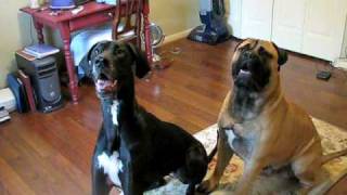 Bullmastiff and Great Dane [upl. by Rizas]