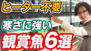 【みんな知らない】水槽用ヒーター無しでも飼育できる観賞魚6選！管理の方法と注意点も紹介【アクアリウム】 [upl. by Eceinart]