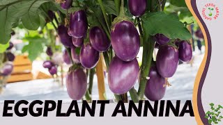 EGGPLANT ANNINA Information amp Growing Tips Solanum melongena [upl. by Shayna]