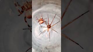 Orb Weaver VS Long Legs Spider 🕷 spiderfight spiderfighting gagamba gagambafight spiders fight [upl. by Ernestus232]