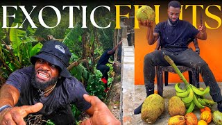 I HARVESTED SOME OF THE MOST EXOTIC FRUITS FROM THE GULLY IN MY BACK YARD🇯🇲 POST HURRICANE BERYL [upl. by Delahk138]