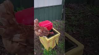 My Hens Drinking Water [upl. by Philoo]