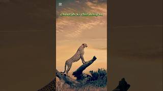 cheetah ki chilakhiyan jungle animals tiger wildlife deere wildcats treding [upl. by Mireielle14]