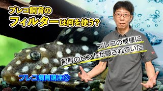 【熱帯魚プレコ飼育講座③】プレコ飼育のフィルターは何を使う？ ～プレコの模様に飼育のヒントが隠されていた！～ [upl. by Becki]