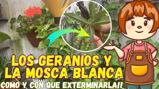 HAZ ESTO y Eliminina para siempre La MOSCA BLANCA‼️🌿🫶🇪🇨plantas flores jardin [upl. by Alhan]