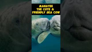 Manatee  The Cute amp Friendly Sea Cow shorts [upl. by Bazluke]