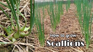 How to grow Scallions at home  Growing Scallions Till harvest by NY SOKHOM [upl. by Leahcir]