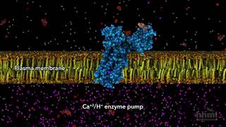 ATP in Use  HHMI BioInteractive Video [upl. by Ahsimac]