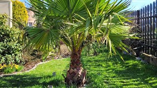 Odkrywanie zakończenie zimowania  Waszyngtonia Robusta Butia Capitata Brahea Armata🌴 23032024 [upl. by Harned]