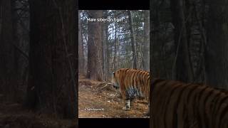 Siberian tiger Vs Ussuri brown bear vs Human Credits Neil Villard tigres tiger wildlife [upl. by Aehsan]