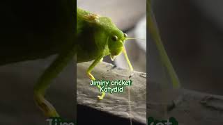 katydid Jiminy cricket insects [upl. by Birchard]