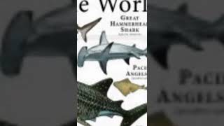 the great hammerhead shark 🦈 акула tranding viralvideo [upl. by Ress]