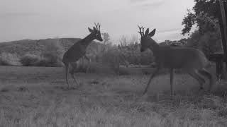 Faune sauvage  Affrontement entre 2 chevreuils  lièvres renards  Full HD [upl. by Saravat]