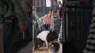 Pig show at the Escanaba state fair 2024 pigshow pig fair escanaba cerdo marrano puerco [upl. by Anikal]