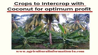 What crops are suitable to intercrop with Coconut for optimum profit   Intercropping Techniques [upl. by Noby146]