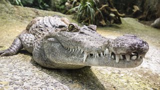 Les crocodiles  Les anciens prédateurs de la nature   A la découverte de la planète en FULL HD [upl. by Wenger]