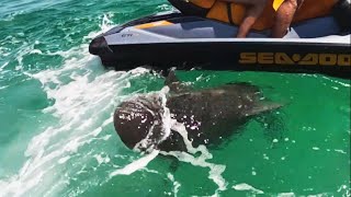 Aggressive Bull Shark Circles Around Jet Skier [upl. by Hulbig]