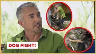 Breaking up a dog fight  Cesar 911 [upl. by Nigle860]