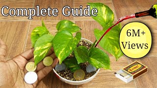 How grow Money plant  Complete guide [upl. by Adiaj631]