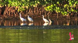 Caroni Swamp and Bird Sanctuary Trinidad and Tobago [upl. by Oirevas]