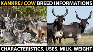 KANKREJ COW BREED  Kankrej Cattle Breed Full Information  Characteristics Milk Weight Uses [upl. by Postman881]