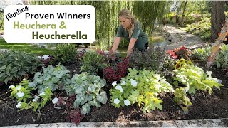 Planting Proven Winner Heuchera amp Heucherella [upl. by Ztnaj799]