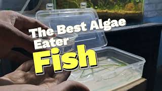 Adding Fishes and Shrimps in the Walstad Method Planted Aquarium Episode 3 [upl. by Tedman]