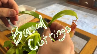 Giving Nepenthes Basal Cuttings a Shot [upl. by Yemane]