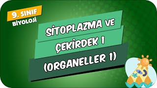 Sitoplazma ve Çekirdek  1 Organeller  1  9Sınıf Biyoloji 2024 [upl. by Nawuq449]