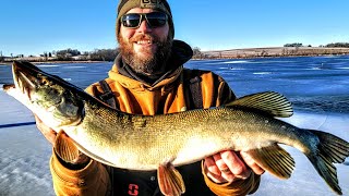 Non stop pike fishing through the ice with Sullivan tip downs pb silver pike [upl. by Euqinahc]