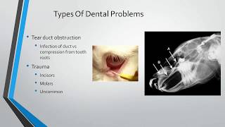 Rabbit Teeth Part 4 Types of Dental Problems [upl. by Asirram]