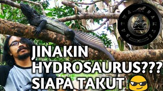 JINAKIN SOA LAYAR 100 AMPUH  Hydrosaurus SAILFIN DRAGON Indonesia [upl. by Washington]