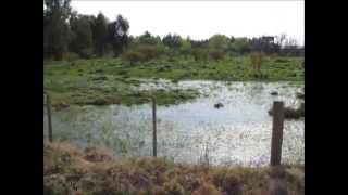 Peces de agua dulce Uruguay San Jose Cynolebias [upl. by Nobel]