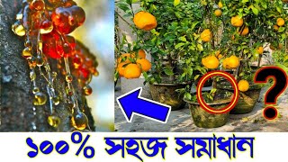 গ্যামোসিসকান্ড ফেটে আঠা ঝরছে 100 সহজ সমাধান gummosis treatment  disease of mango amp citrus [upl. by Junko987]