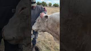 Hank the Treat Bully Denied 🐂🍎😂 HankTheBull ToddLife [upl. by Nauj]