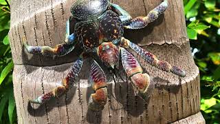 The Coconut Crab Giants of the Tropics [upl. by Cote]