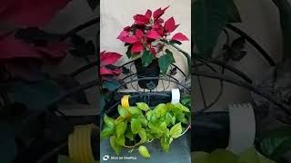 Poinsettia plant care tipsplanthappylovegarden [upl. by Amein]