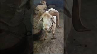 Fresh 6Teeth Vilayati Sheep Sale Contact9603473756 [upl. by Ainomar]