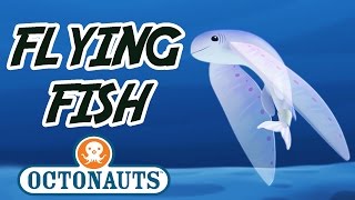 Octonauts  Flying Fish  Sea Missions with the Octonauts [upl. by Meta]