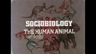 Sociobiology The Human Animal  Part I  1977 [upl. by Trudnak]