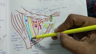 carotid triangle mbbs medico lectures usmle anatomy neetpg [upl. by Lefty]