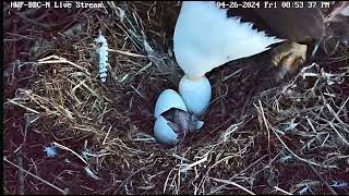 HWF Boundary Bay Eagle Nest  First Chick of the season [upl. by Latsirk]