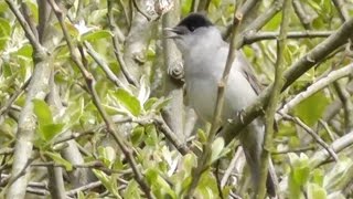 Blackcap Singing [upl. by Hales340]