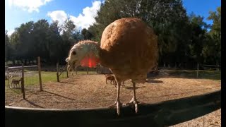 Talking Turkey explorer florida deland volusiacounty pets birds farm [upl. by Ahsemit543]