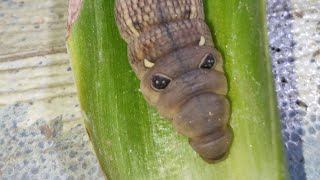 Vine Hawkmoth  CATERPILLAR caterpillar hawkmoth [upl. by Ecyak506]