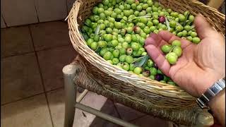 Come preparare le olive in salamoia da MicheleExpert [upl. by Sidnala]